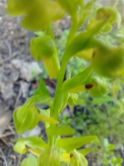 Dactylorhiza viridis