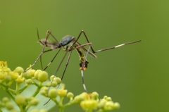 Toxorhynchites splendens