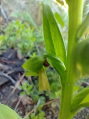Dactylorhiza viridis