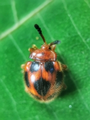 Stenotarsus pardalis