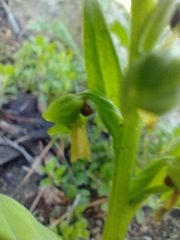 Dactylorhiza viridis