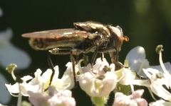Riponnensia splendens
