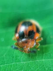 Stenotarsus pardalis