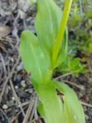 Dactylorhiza viridis