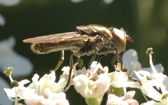 Riponnensia splendens
