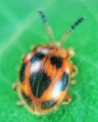 Stenotarsus pardalis