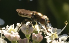 Riponnensia splendens