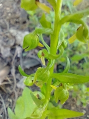 Dactylorhiza viridis