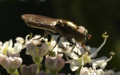 Riponnensia splendens