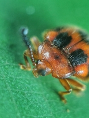 Stenotarsus pardalis