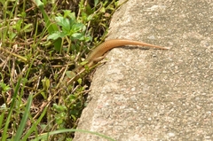 Plestiodon chinensis