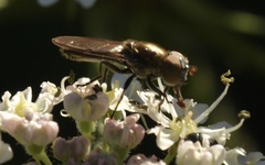 Riponnensia splendens
