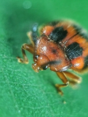 Stenotarsus pardalis