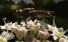 Riponnensia splendens