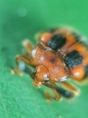 Stenotarsus pardalis