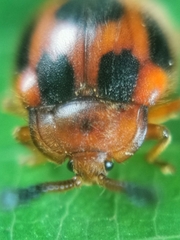 Stenotarsus pardalis