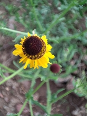 Helenium chihuahuensis