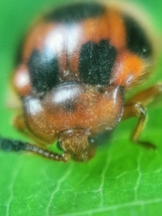 Stenotarsus pardalis