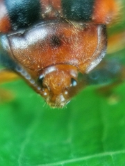 Stenotarsus pardalis