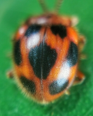 Stenotarsus pardalis