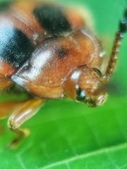 Stenotarsus pardalis
