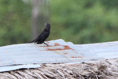 Crotophaga ani