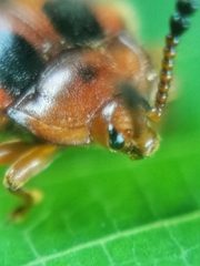 Stenotarsus pardalis