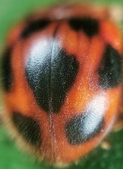 Stenotarsus pardalis