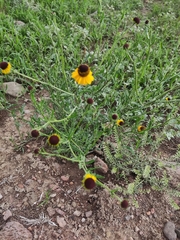 Helenium chihuahuensis