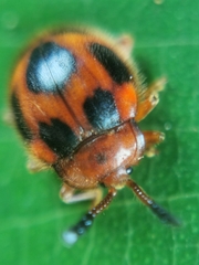 Stenotarsus pardalis