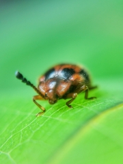 Stenotarsus pardalis