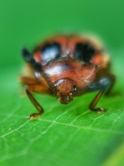 Stenotarsus pardalis