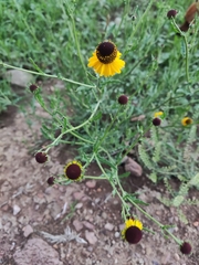 Helenium chihuahuensis