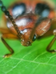 Stenotarsus pardalis
