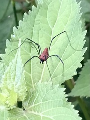Leiobunum calcar
