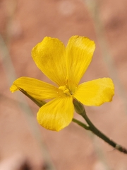 Linum aristatum