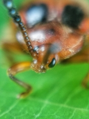 Stenotarsus pardalis