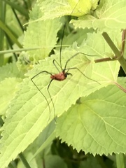 Leiobunum calcar