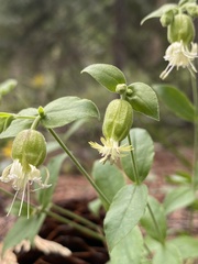 Silene campanulata