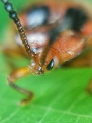 Stenotarsus pardalis