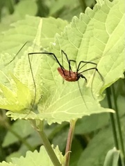 Leiobunum calcar