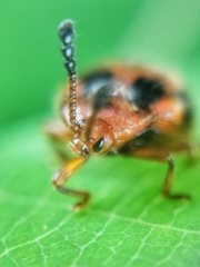 Stenotarsus pardalis