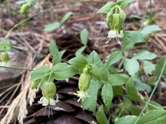 Silene campanulata