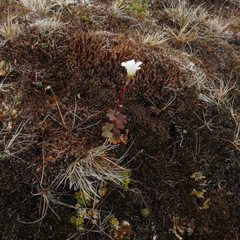 Saxifraga cernua