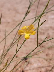 Linum aristatum