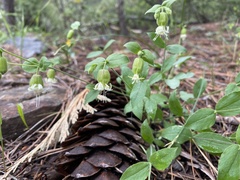 Silene campanulata