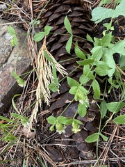 Silene campanulata