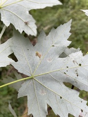 Eriophyes aceris