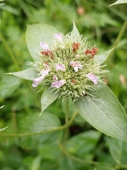 Pycnanthemum setosum