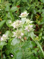 Pycnanthemum setosum